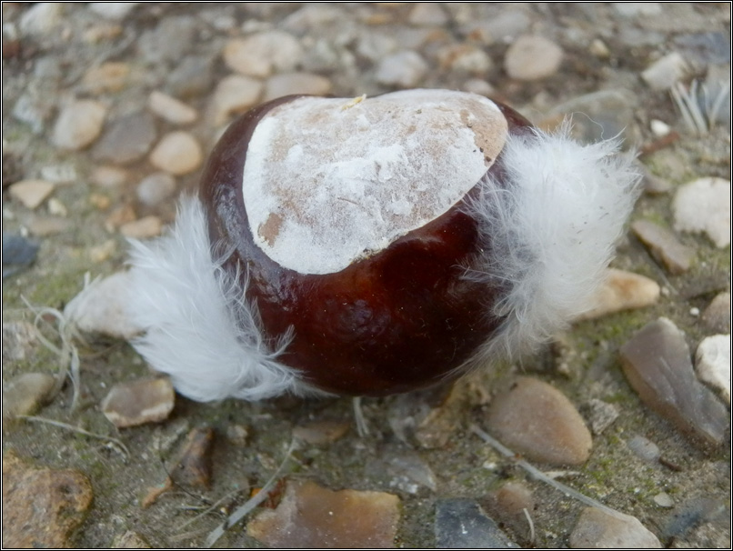 Un marron avec des plumes - Parc Montsouris - Septembre 2011