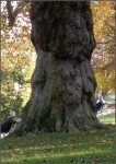 Des visages et des corps prennent forme dans le tronc de cette arbre énorme