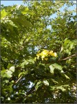 Arbres en transition niveau 1
