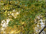 Arbres en transition niveau 2