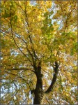 Arbres en transition niveau 3