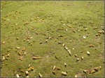 Tapis de saison