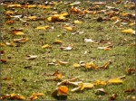 Tapis de saison