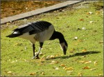 De drôles de beaux oiseaux rares