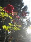 "Une rose d'automne est plus qu'une autre exquise"