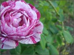 "Une rose d'automne est plus qu'une autre exquise"