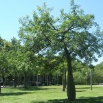 Espagne 2005 / Jolis arbres