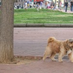 Espagne 2005 / chien avec une casquette